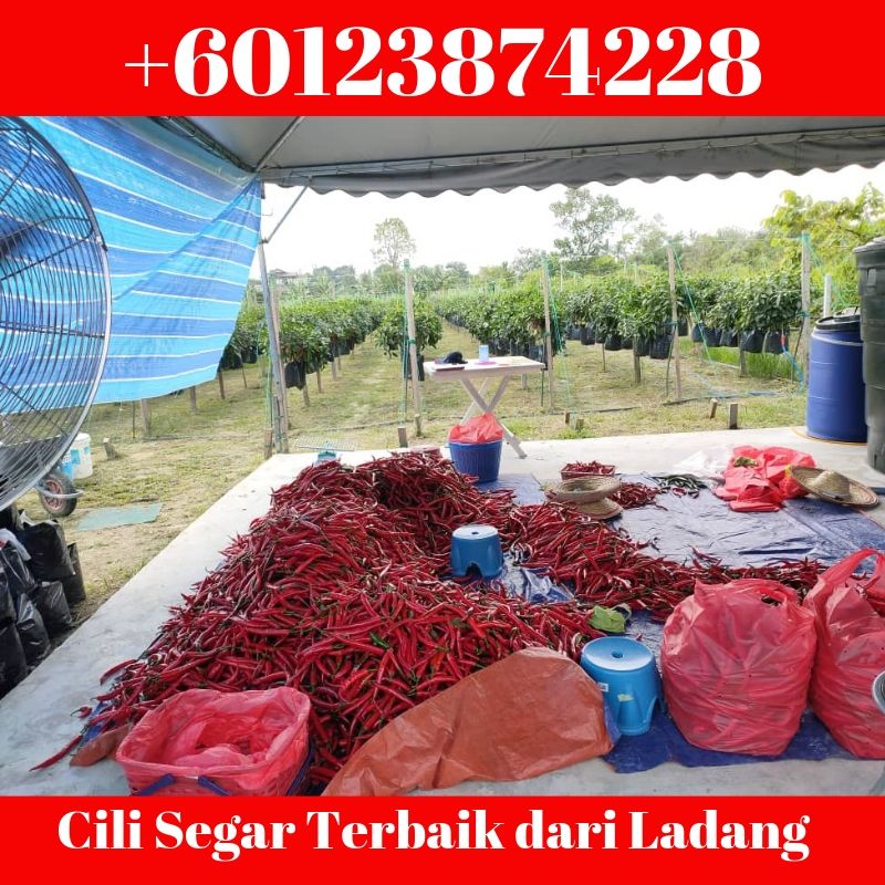 Pemborong Cili Merah Tempatan | 0123874228
