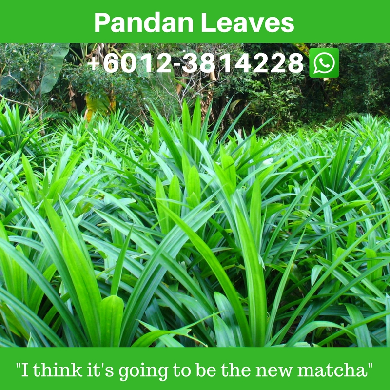 Pandan leaf (Pandanus amaryllifolius Roxb)