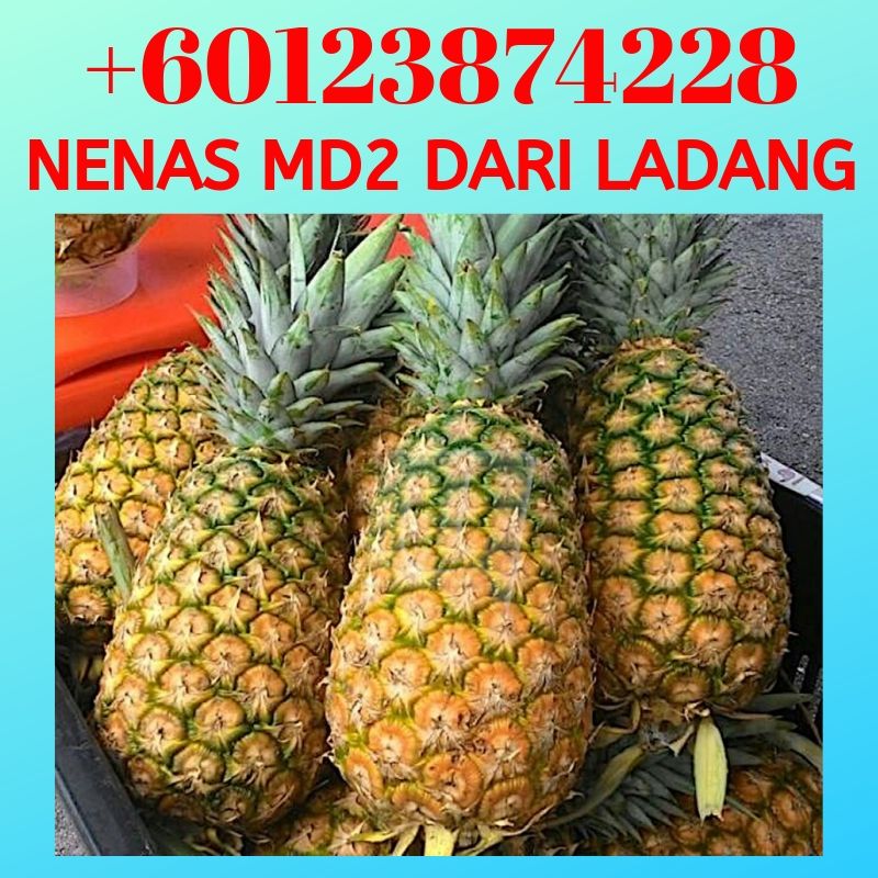 Nanas MD2 Terbaik dari Ladang | Selangor | +60123874228